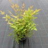 Nandina Domestica