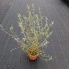 Teucrium Fruticans