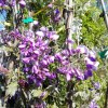Glicine 'Iko Yama Fuji'
