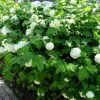Viburnum Opulus Roseum