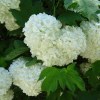 Viburnum Opulus Roseum