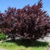 Prunus Cerasifera Pissardi