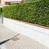 Laurus Nobilis