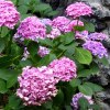 ortensia rosa