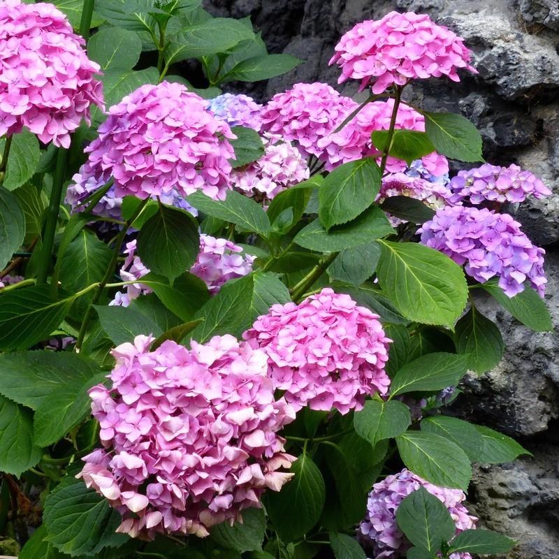ortensia rosa