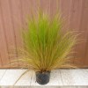 Stipa Tenuissima