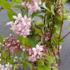 Deutzia MontRose