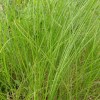 Miscanthus Gracillimus