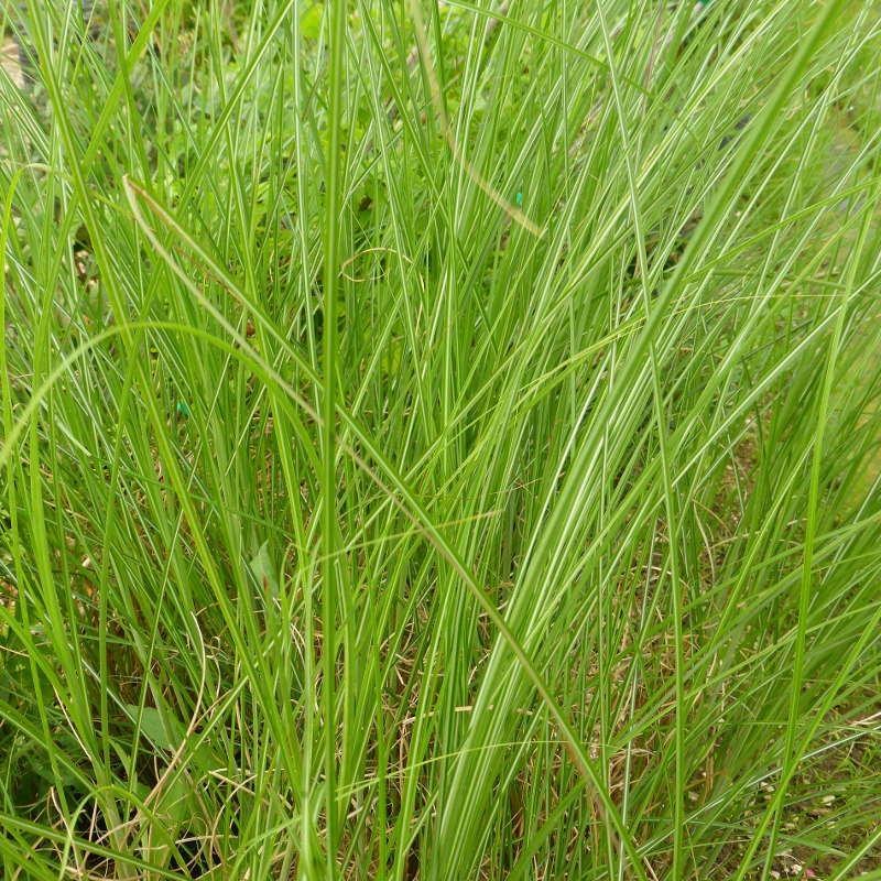 Miscanthus Gracillimus