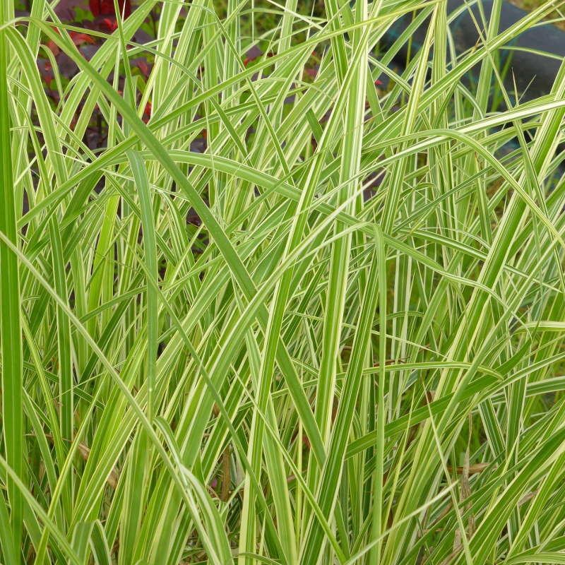 Miscanthus Variegatus