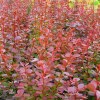 Berberis Thumbergii Atropurpurea