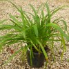 Agapanthus Bianco