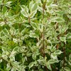 1 Cornus Alba Elegantissima