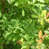 Quercia Robur