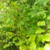 Fagus sylvatica