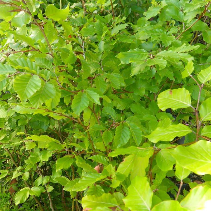 Fagus sylvatica