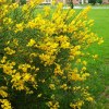 Spartium Junceum