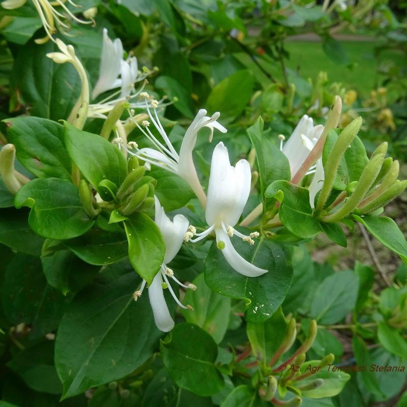 Caprifoglio - Lonicera