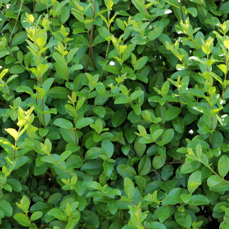 Piante da Siepe