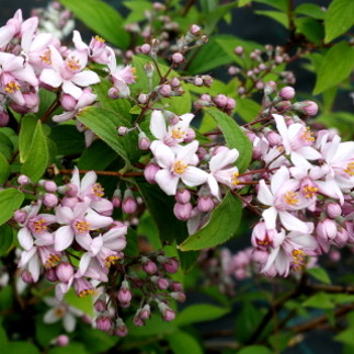 Piante Ornamentali